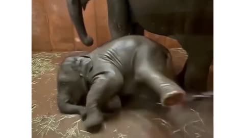 Baby elephant enjoy the taking a bath