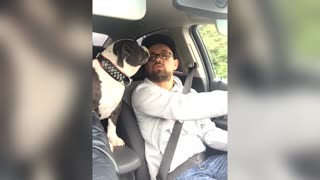 Dog arguing loud