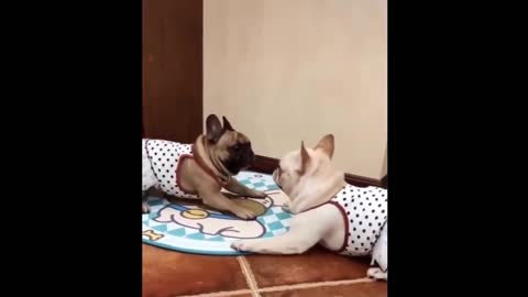 funny and cute pets life