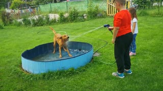 Labrador Water Fun