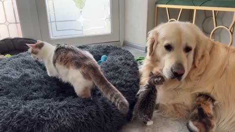 How the Golden Retriever and New Tiny Kittens Became Best Friends [Cutest Compilation]