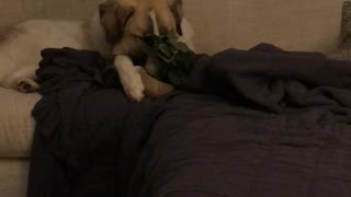 Dog Takes a Plant