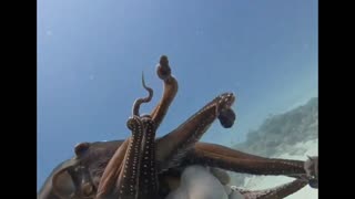 octopus an intelligent and curious animal