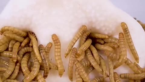 mealworms vs pigs snout