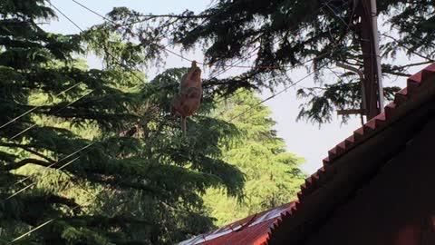 Monkey-walking on electric wire.