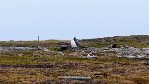 Standoff Between Arctic Fox and Snowy Owl