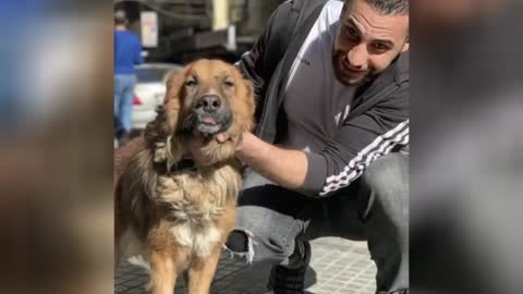 Dog with 𝐒𝐀𝐃 eyes found wandering highway while 𝐈𝐍𝐉𝐔𝐑𝐄𝐃