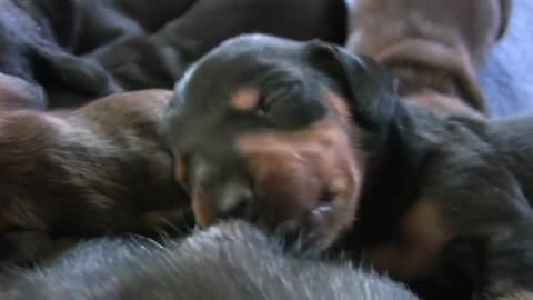 Dachshund Cute 10 Day Old Puppies