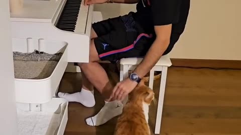 When kitten hear piano 🎹