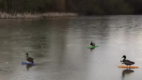 Ducks Landed Successfully 🦆 #leopartnik #ducksoftiktok #funnyvideos