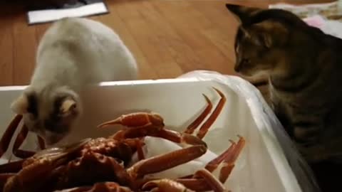 Cat vs. Crab