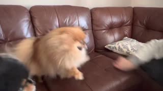 Pomerania wants to play