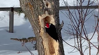 Woodpecker In Action