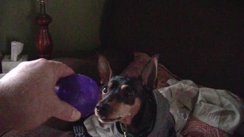 Dog licks chops with every squeak of the ball