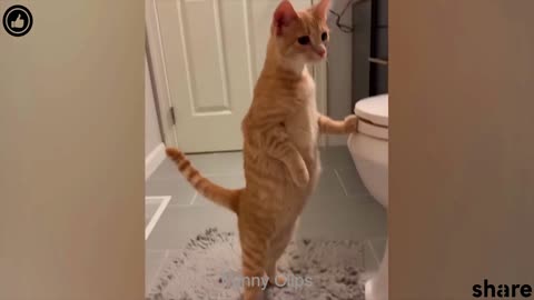 Funny animal videos|Cute animal videos |Funny dog&cat videos|Hilarious pet videos|funny video