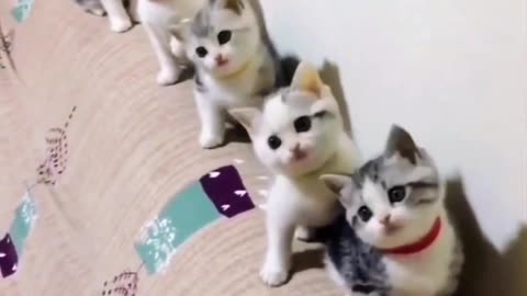 Little Cat Dance😃 In Rythm