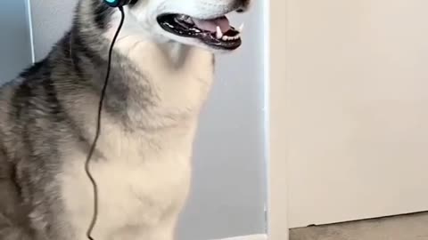 Dog singing and dancing 🤣🤣🤣 video