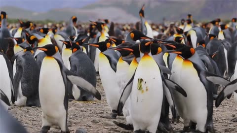 Penguins