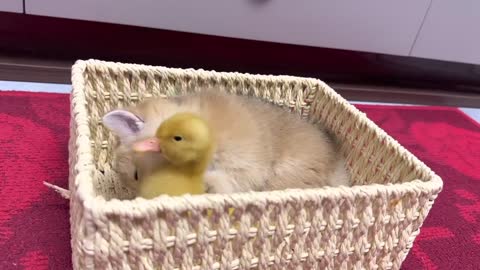 The duckling is madly in love with the kitten.