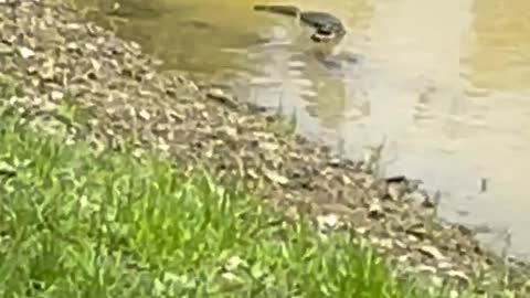 Florida Alligator Finds Its Way in Upstate New York Pond