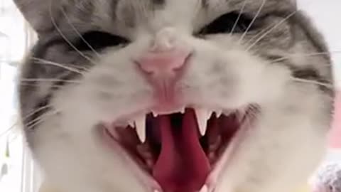 Amazing cat 🐈 viral video