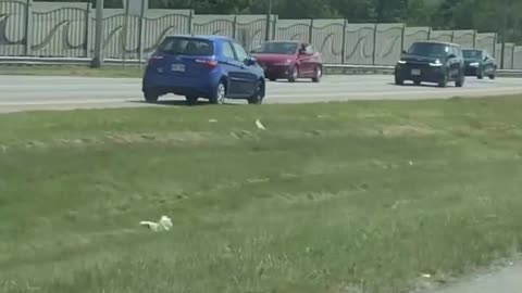 Une voiture roule en sens inverse sur l'autoroute 50 à Gatineau