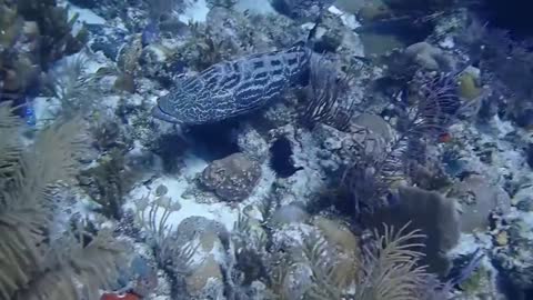 Jardines de la Reina: los arrecifes de coral con tiburones más prístinos del mar Caribe