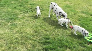 Mamá Dálmata juega adorablemente con sus cachorros