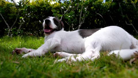 TUDO SOBRE CÃES SRD (SEM RAÇA DEFINIDA)