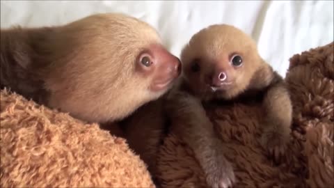 Baby Sloths Being Sloths - FUNNIEST Compilation