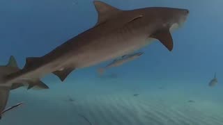 Tiger Shark encounter