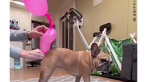 so funny Doggo blow up balloon with gas Barked 2021