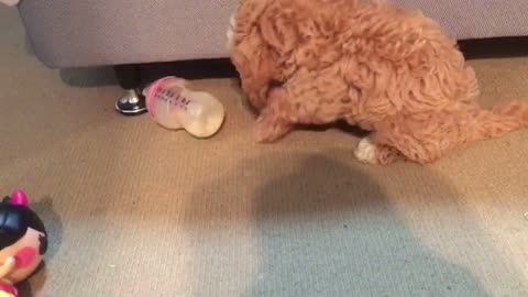 Puppy Wants A Bottle