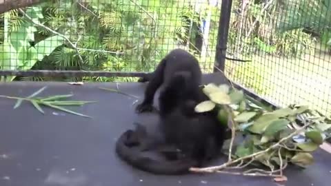 Baby Howler Monkeys Play Fight Together