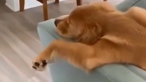 Cute Dog relaxing and sleeping