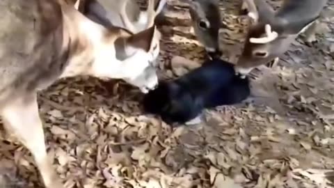 Latest animals funny video 😍😅😂