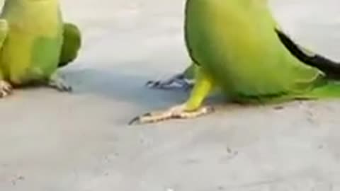 Miyan Mitthu parrot talking in sweet Voice talking #parrot #shorts