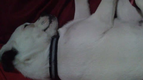 doggie sleeping with eyes open, very cute!