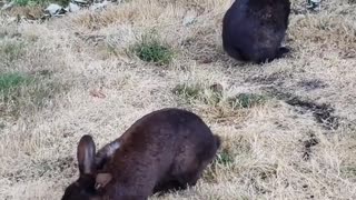 Contemplating rabbits