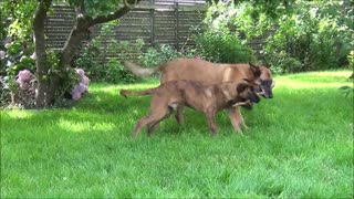 Two dogs and 1 stick