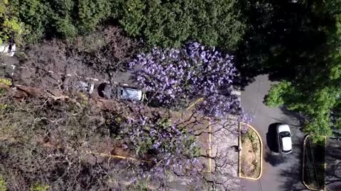 Early jacaranda bloom sparks climate change debate