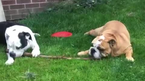 Bulldog best friends sharing a stick