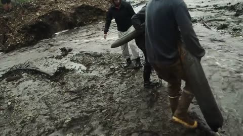 ENTIRE WOOLLY MAMMOTH exposed by flood at the Boneyard Alaska