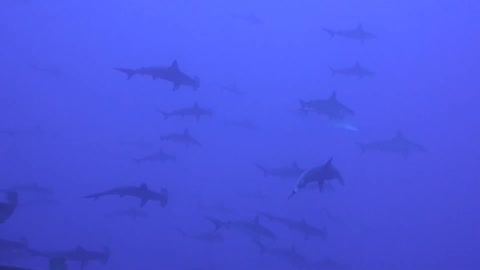 Hundreds of Hammer Sharks are very surprising to scuba divers in the Galapagos islands
