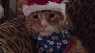 Kitten has hilarious reaction to new Christmas outfit