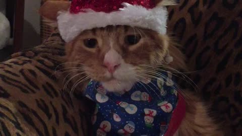 Kitten has hilarious reaction to new Christmas outfit