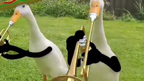 Ducks-musicians and ducks-singers