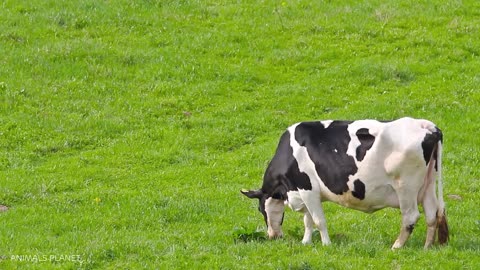 Busy Animals: A Symphony of Sounds