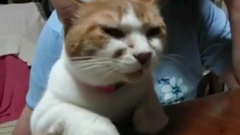 Funny cat - cute talking cat