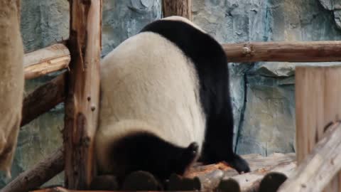 Funny giant panda
